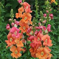 Chantilly Bronze Snapdragon Seeds (Antirrhinum majus) - 1000 Seed Pack