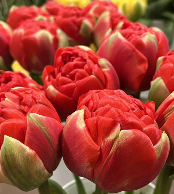 Tulip Bombastic Scarlet Red Double-Ruffled Bulbs - 10 Bulbs, 8" Peony-Like Blooms, Late Spring