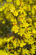 Chinese Winter Jasmine Cuttings - 5 Starter Cuttings, 12"+, Bright Yellow Blooms, Zone 6-10