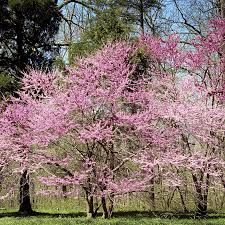Eastern Redbud Tree (Cercis canadensis) Bare Root, 2-3 ft - Ready to Plant