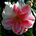 Mike Witman Camellia Japonica - Rare Bicolor Camellia Starter Plant (Live), Evergreen Shrub