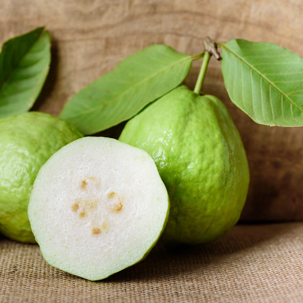 White Guava Tree Seedling - Live 8" Psidium guajava Starter Plant in Pot