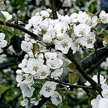 10 European Pear Tree Seeds (Pyrus communis) – Hardy Fast-Growing, White Spring Blossoms, Zones 5-8