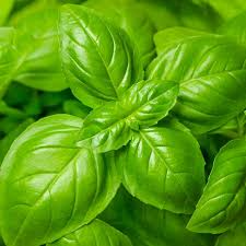 Genovese Basil Seeds - Heirloom, Non-GMO | 1,000 Seeds | Italian Pesto Basil