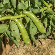 Fava Bean (Broad Bean) Seeds - Heirloom, Non-GMO, 5g – High-Yield, Protein-Rich