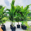 Alexander Palm (Solitaire) Palm Seedlings - 6 Bare-Root Starter Plants, 4-7" tall