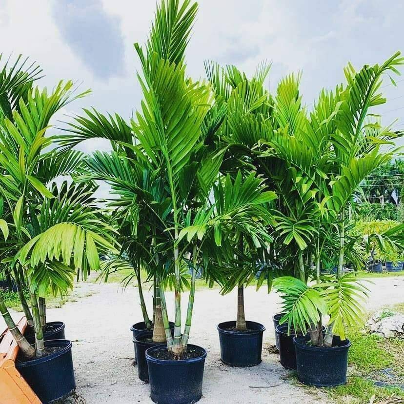 Alexander Palm (Solitaire) Palm Seedlings - 6 Bare-Root Starter Plants, 4-7" tall