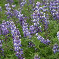 Lupinus succulentus Arroyo Lupine Seeds (25+ Seeds) - Blue-Purple Wildflowers for Pollinators