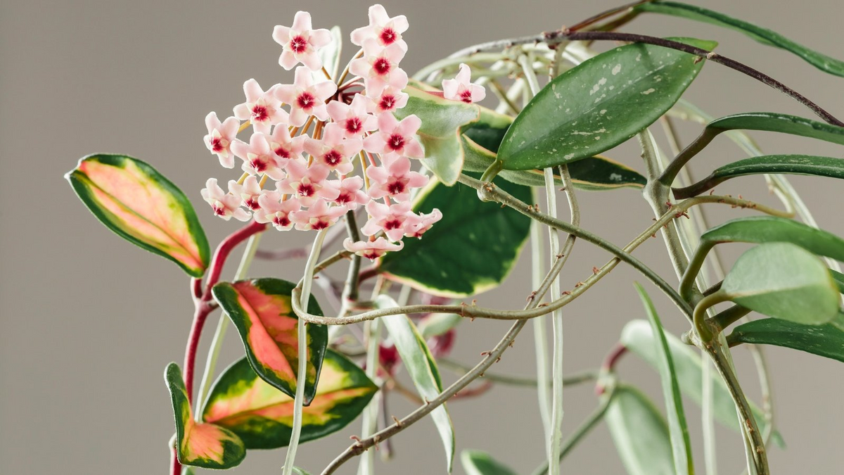 Hoya Carnosa Starter Plant - Variegated Krimson Princess, 5" Tall