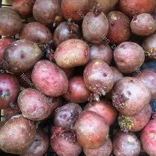 Red Idaho Seed Potatoes (12) - Organic, Ready to Grow Starter Plants