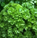 Dark Green Italian Giant Parsley Seeds | 1g Petroselinum crispum - Heirloom, Non-GMO