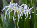 White Spider Crinum Lily Amoenum Starter Plant | Live Rooted Bulb