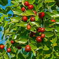 Jujube Tree 15" Lang (Chinese Red Date) Bare Root Starter Plant