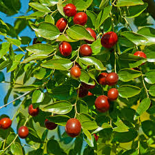 Jujube Tree 15" Lang (Chinese Red Date) Bare Root Starter Plant