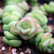 Crassula Jade Necklace (Crassula rupestris subsp. marnieriana) - Starter Plant, 8" Tall, Rare Succulent