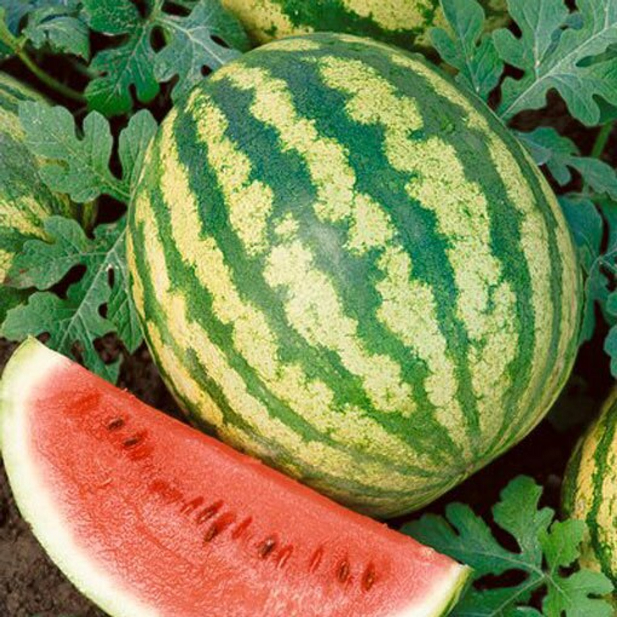 Crimson Sweet Watermelon Seeds - Heirloom, Non-GMO, 85 Days