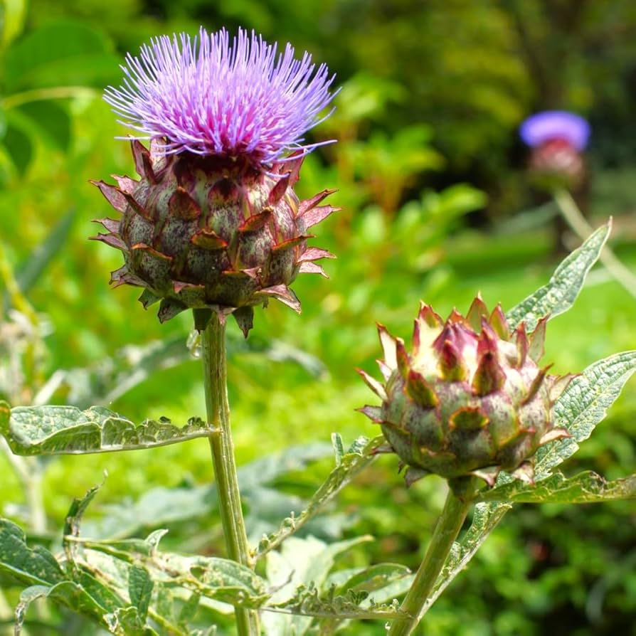 Cardoon Seeds - Heirloom, Non-GMO | Mediterranean Delicacy, 2-5 ft tall, 100 days, Zones 7-11