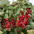 Choke Cherry Tree Prunus virginiana Bare Root 14-18" – Fragrant White Flowers, Wildlife-Friendly