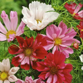 Seashells Cosmos Seeds - Non-GMO, Tubular Petals, Pink/White/Red, 77 Days to Bloom, Pollinator Attractor
