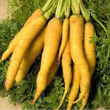 Solar Yellow Carrot Seeds - Heirloom Non-GMO Danvers-Type, 65 Days