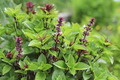 200 Thai Basil Seeds - Ocimum basilicum var. thyrsiflora - Heirloom, Sweet & Spicy