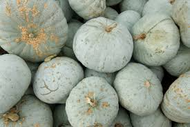 Blue Hubbard Squash Seeds - Heirloom Winter Squash, Non-GMO, Deer-Resistant, 110 Days