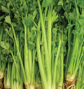 Celery Tall Utah 52/70 Seeds | Apium graveolens – Heirloom, 1g Pack (~2,500 seeds)