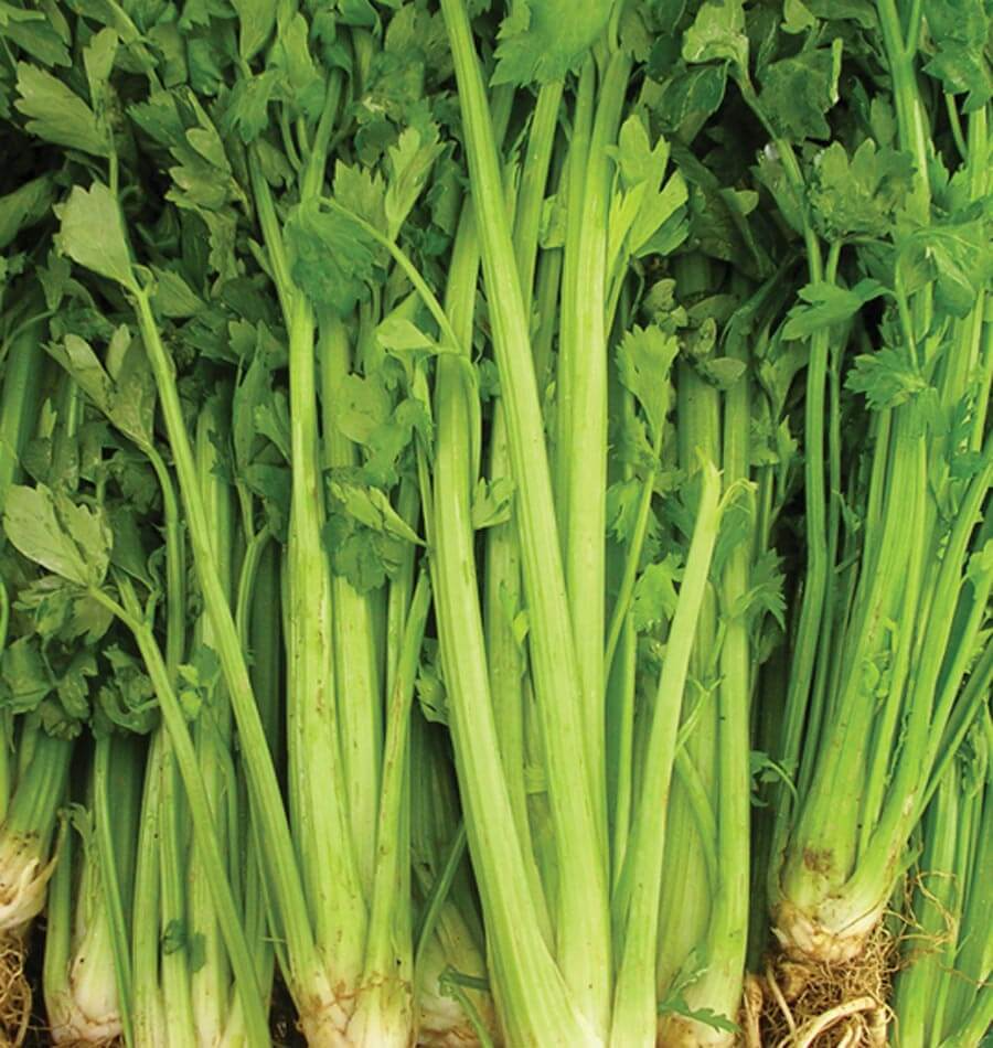 Celery Tall Utah 52/70 Seeds | Apium graveolens – Heirloom, 1g Pack (~2,500 seeds)