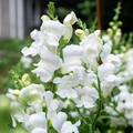 Antirrhinum majus Royal Bride Snapdragon Seeds - 1000+ Pure White Fragrant Blooms