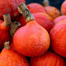 Japanese Red Kuri Squash Seeds - Heirloom, Non-GMO | 3-7 lb Fruits, 92 Days