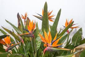 Bird of Paradise Starter Plant - Strelitzia reginae Seedling, 6" Tall