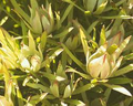 Leucadendron salicifolium Seedling - Willow-Leaved Protea - 6+" Tall, Ready to Transplant