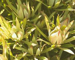 Leucadendron salicifolium Seedling - Willow-Leaved Protea - 6+" Tall, Ready to Transplant