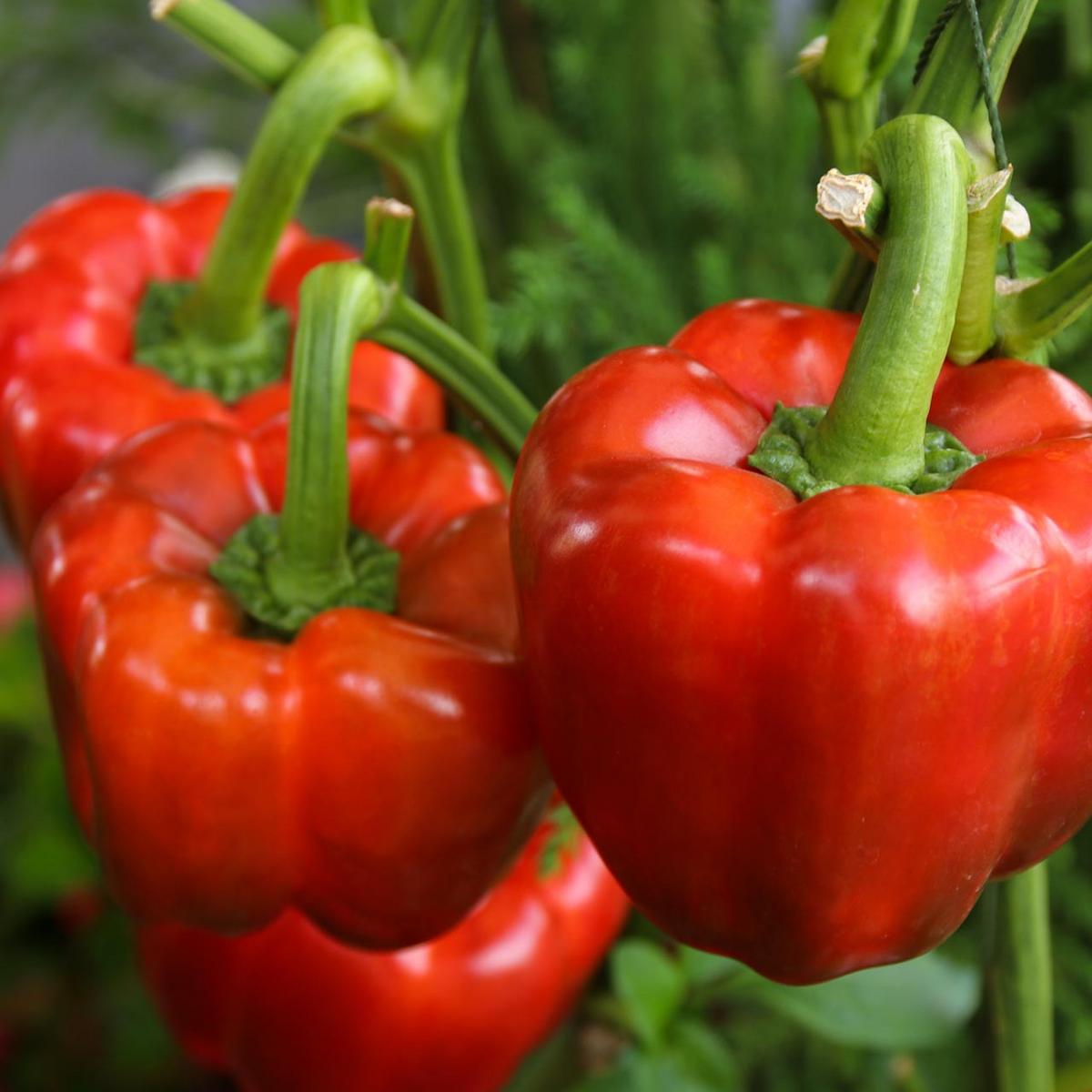 California Wonder 300 Sweet Bell Pepper Seeds – Capsicum annuum, Non-GMO, Heirloom