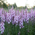 Costa Summer Lavender III Snapdragon Seeds (Antirrhinum majus) - 1000+ Seeds | Soft Lavender, Tall Spikes