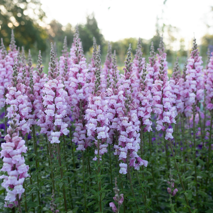 Costa Summer Lavender III Snapdragon Seeds (Antirrhinum majus) - 1000+ Seeds | Soft Lavender, Tall Spikes