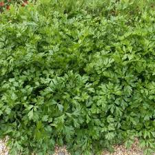 Giant Italian Parsley Seeds - 500 Heirloom Non-GMO | Culinary Herb