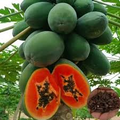 Caribbean Red Lady Papaya Seeds - 20 Premium Carica Papaya Seeds for Large Melon-Like Fruits (Non-GMO)
