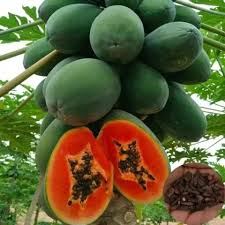 Caribbean Red Lady Papaya Seeds - 20 Premium Carica Papaya Seeds for Large Melon-Like Fruits (Non-GMO)