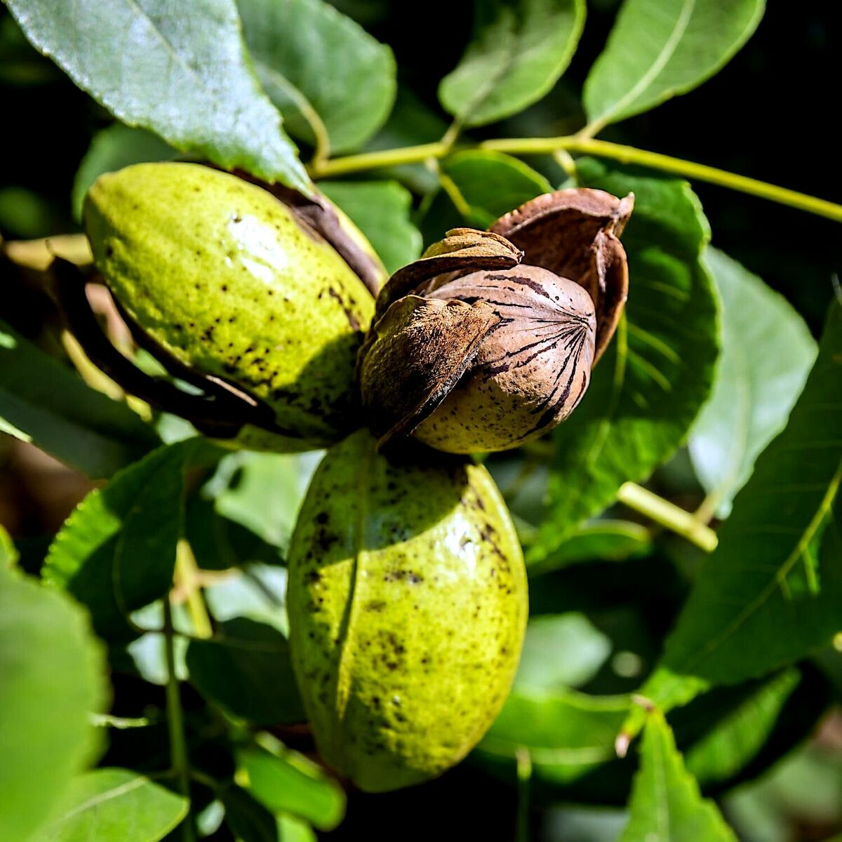 Northern Pecan Tree Seedling – Live 12-18" Starter Plant for Zones 4-8 (Not for CA)