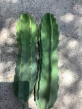 Cereus Peruvianus 12" Top Cutting - Peruvian Apple Cactus Cutting (1 ft) Starter Plant