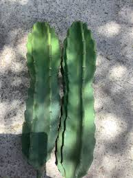 Cereus Peruvianus 12" Top Cutting - Peruvian Apple Cactus Cutting (1 ft) Starter Plant