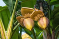 Musa ingens Largest Giant Banana Seedling Starter Plant