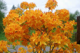 Golden Lights Deciduous Azalea Starter Plant | Yellow Rhododendron (Azalea) Rhododendron 'Golden Lights'