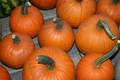 Small Sugar Pumpkin Seeds (1g) Cucurbita pepo – Heirloom, Non-GMO, Easy to Grow