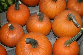 Small Sugar Pumpkin Seeds (1g) Cucurbita pepo – Heirloom, Non-GMO, Easy to Grow