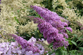 Purple Butterfly Bush Cuttings - 7 Unrooted 6" Starter Plants, Buddleja davidii