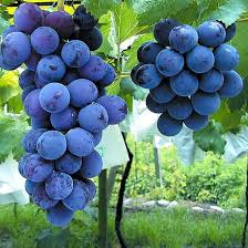 Kyoho Grape Seedling - 8" Live Starter Plant for Sub-Tropical Gardens
