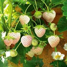 Milk Strawberry Seeds - 200 Rare White-Pink Fragaria Vesca Fruit Seeds for Home Garden