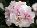 White Pink Pelargonium peltatum Trailing Ivy Geranium - 2 Live 6" Cuttings, Rare Double Blooms